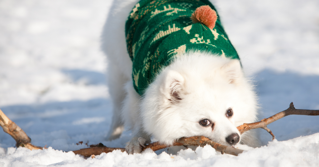 German Spitz