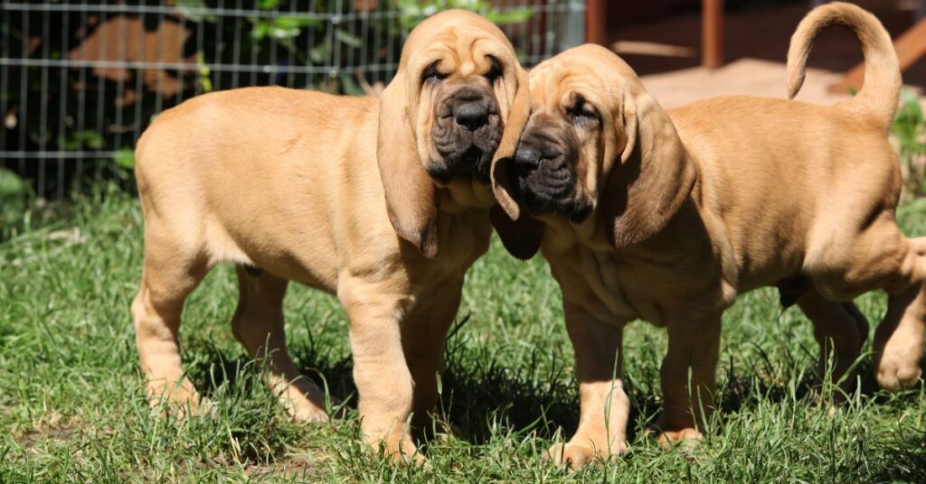 Bloodhound Puppies