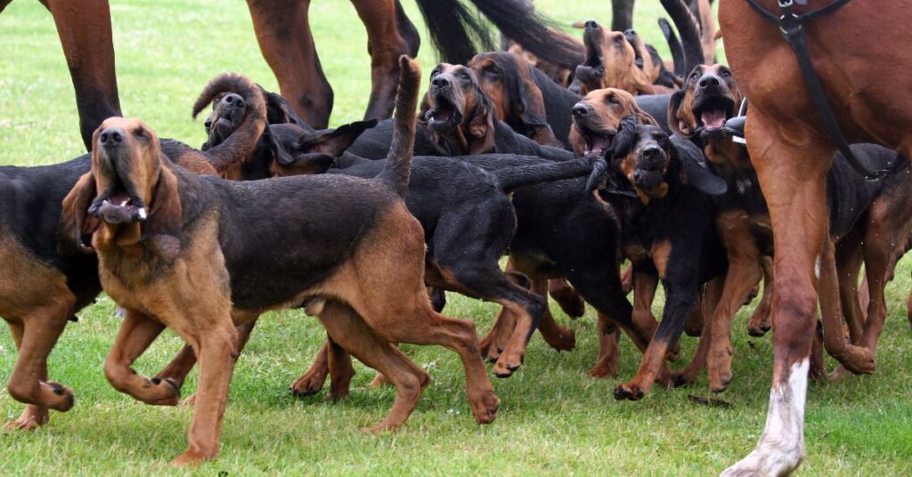 Bloodhounds