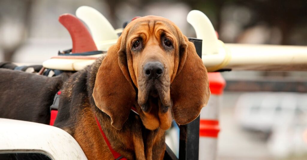 Bloodhound