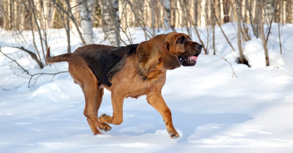 Bloodhound