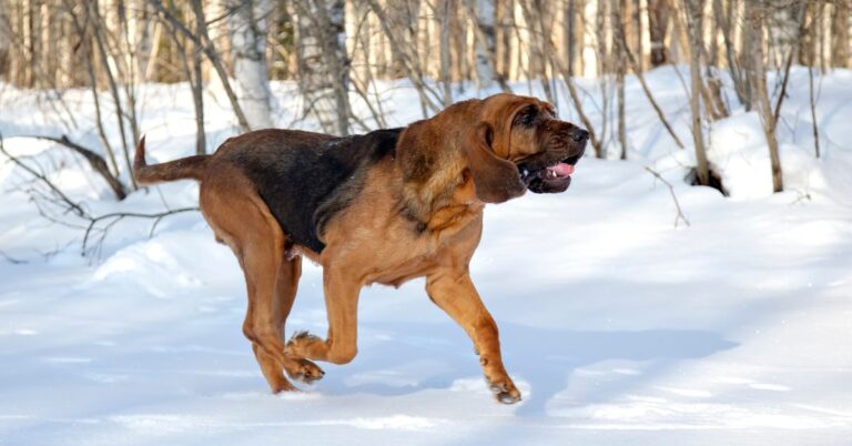 Bloodhound: The Ultimate Scent Tracker with a Gentle Soul