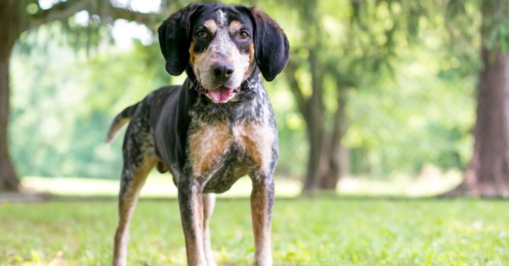 Bluetick Coonhound
