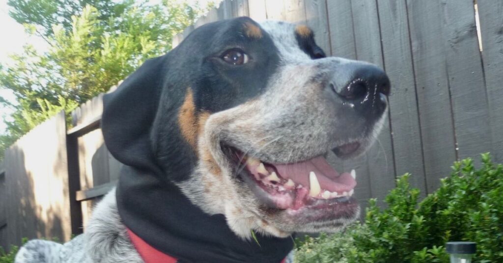 Bluetick Coonhound