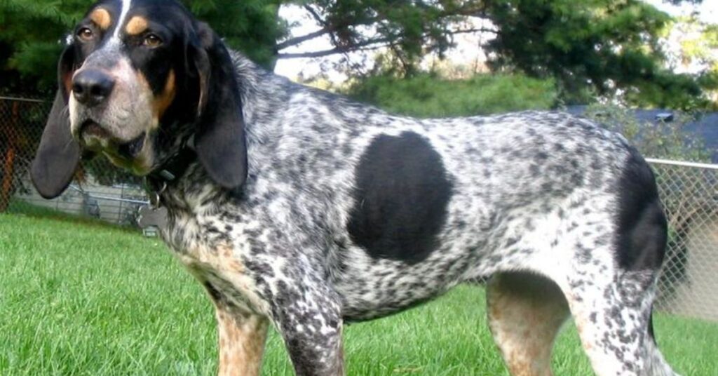 Bluetick Coonhound