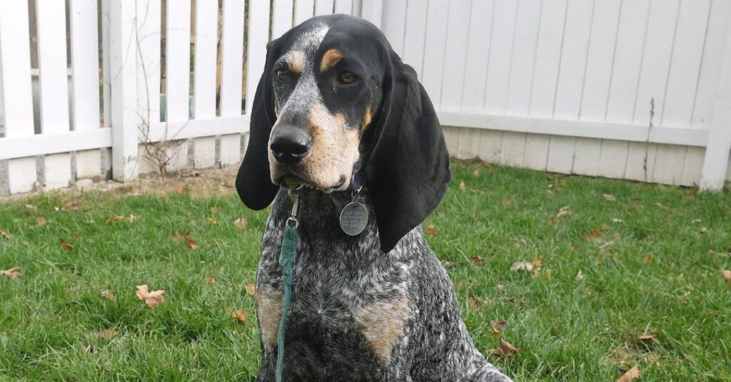 Bluetick Coonhound