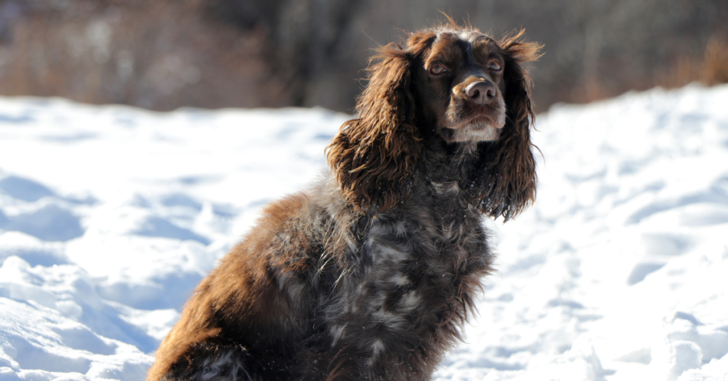 German Spaniel