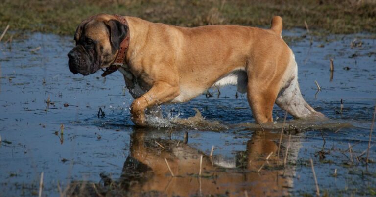 Boerboel: The Confident Guardian with a Gentle Side