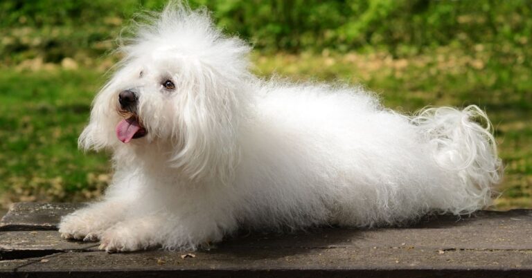 Bolognese: White, Fluffy & Wonderful