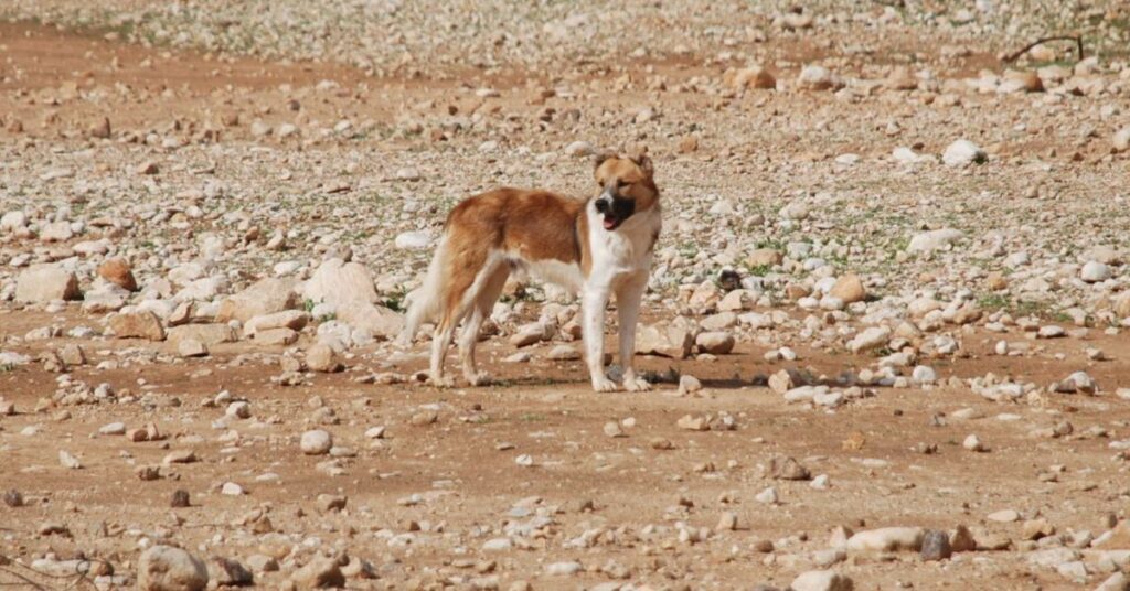 Canaan Dog