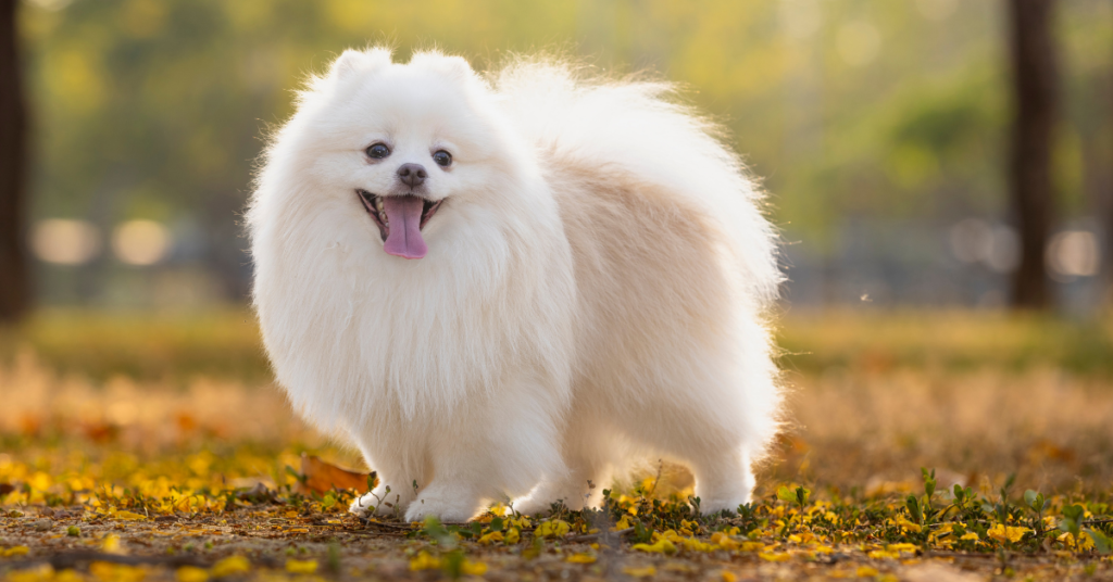 Japanese Spitz