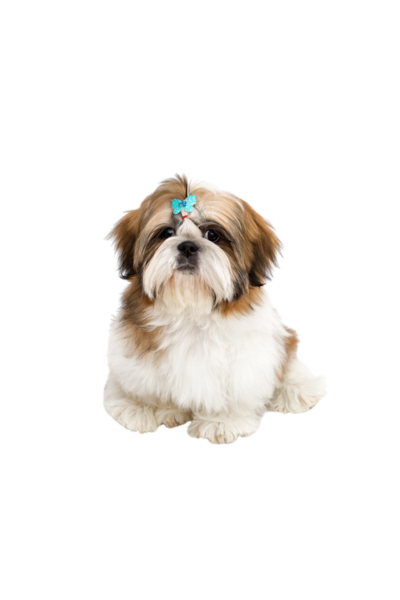 Shih Tzu