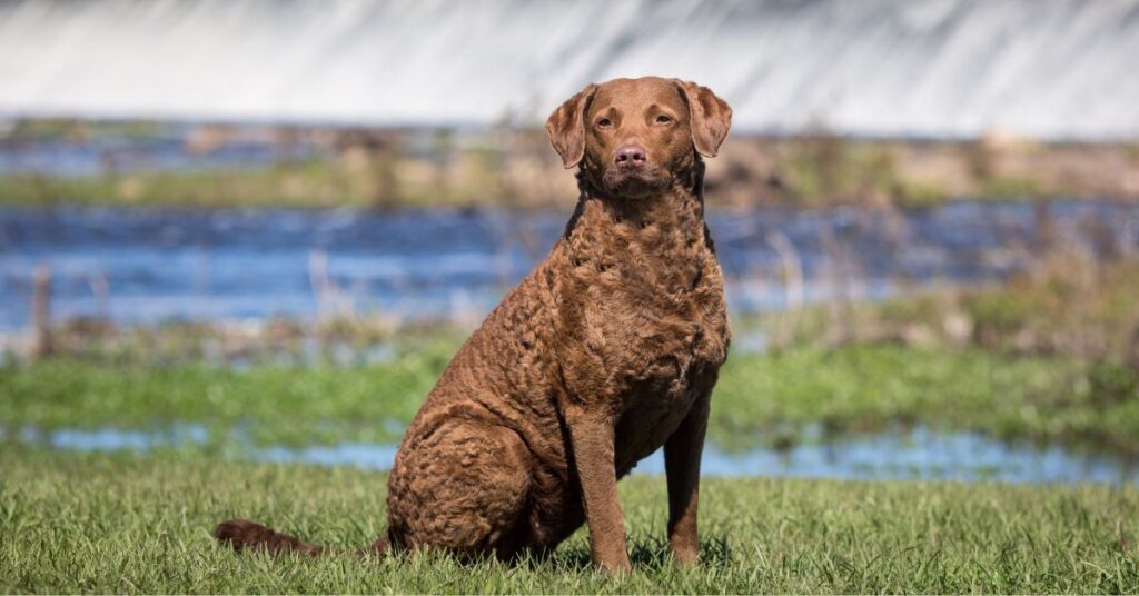 Chesapeake Bay Retriever