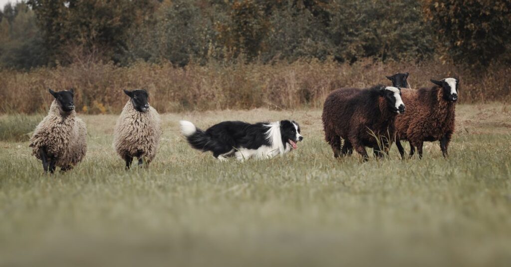 Border Collie with sheep