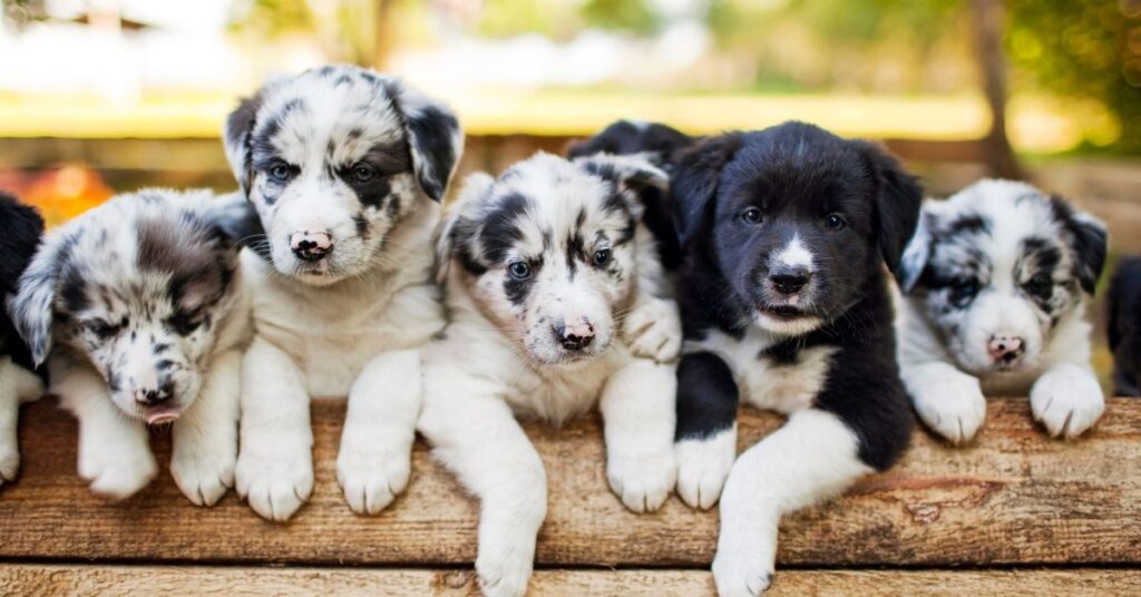 Border Collie Puppies