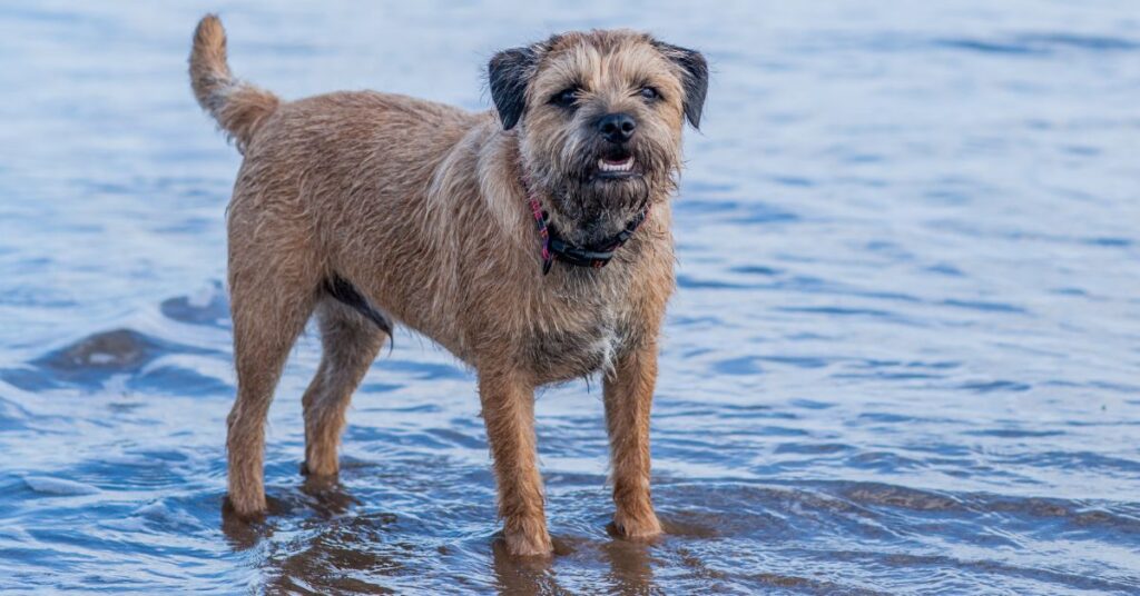 Border Terrier