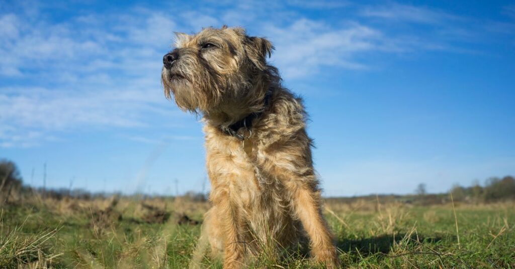 Border Terrier