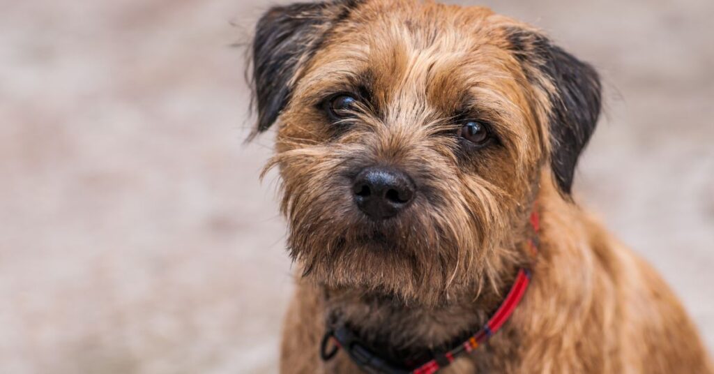 Border Terrier
