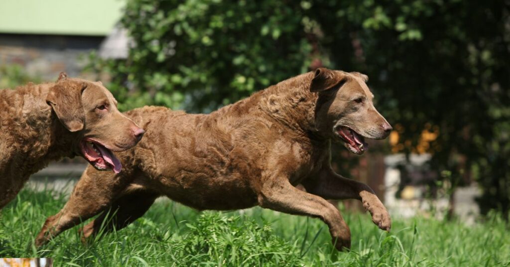 Chesapeake Bay Retriever