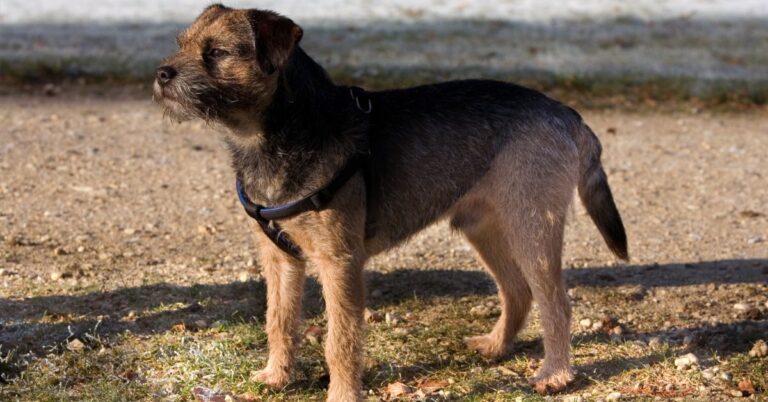 Border Terrier: The Tough Little Dog with a Big Heart