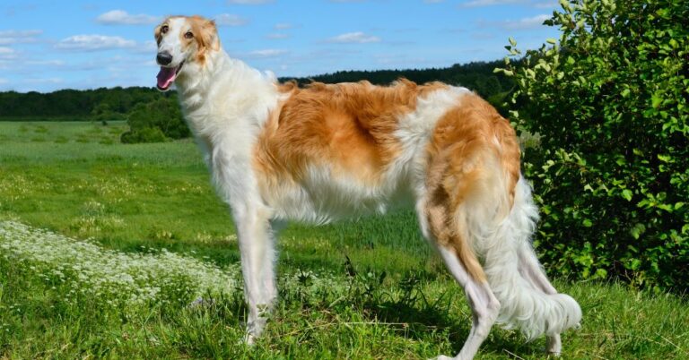 Borzoi: The Graceful Russian Wolfhound with Noble Roots