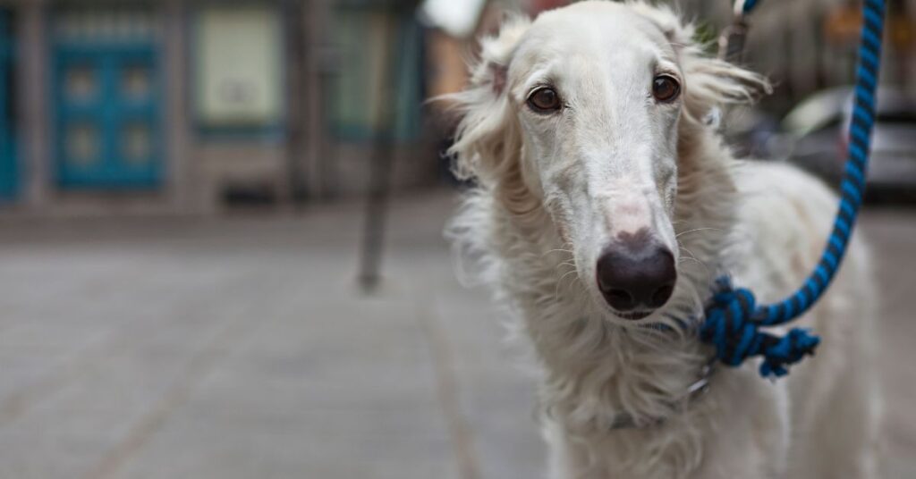 Borzoi
