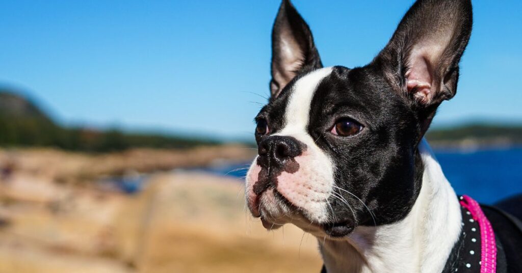 Boston Terrier