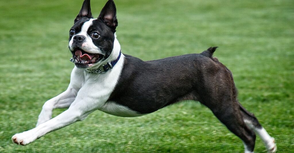 Boston Terrier