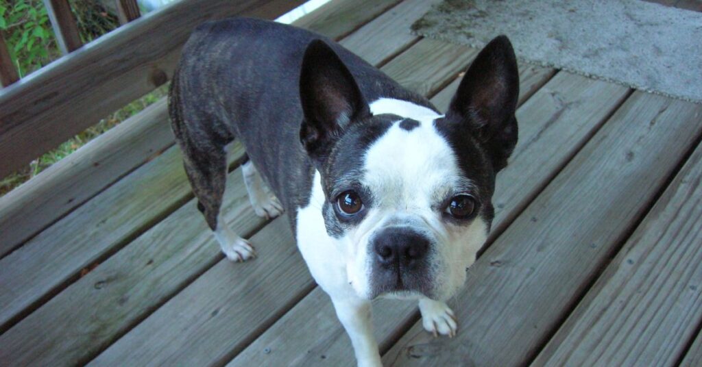 Boston Terrier