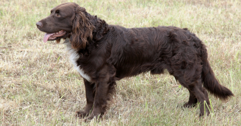 German Spaniel: Versatile and Affectionate Hunting Companion