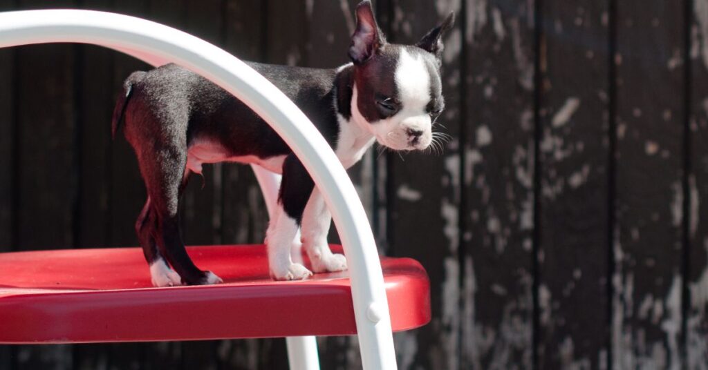 Boston Terrier