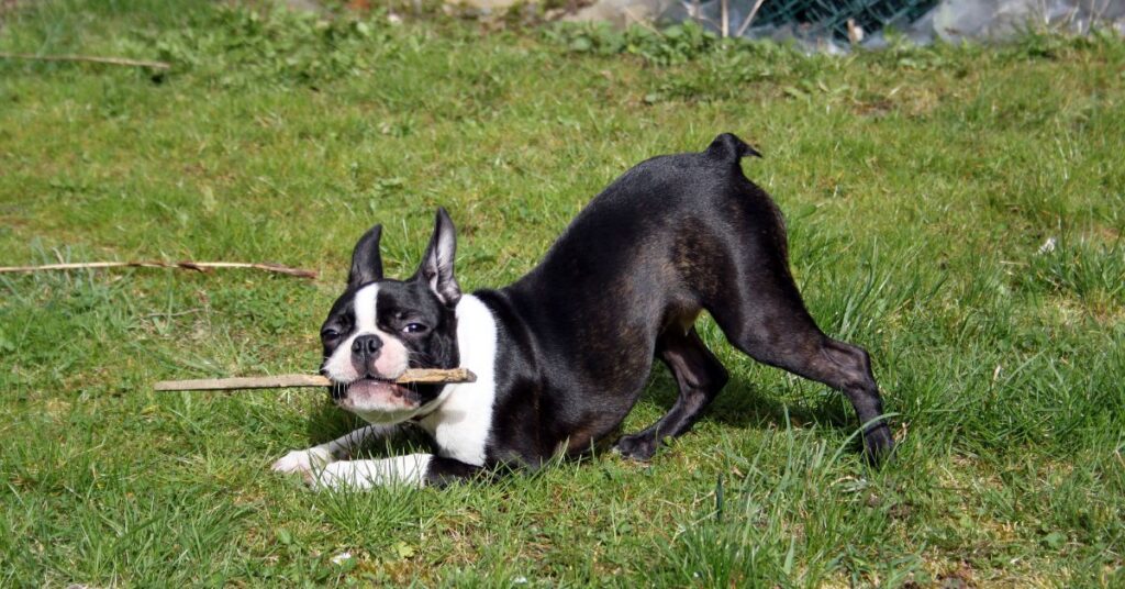 Boston Terrier