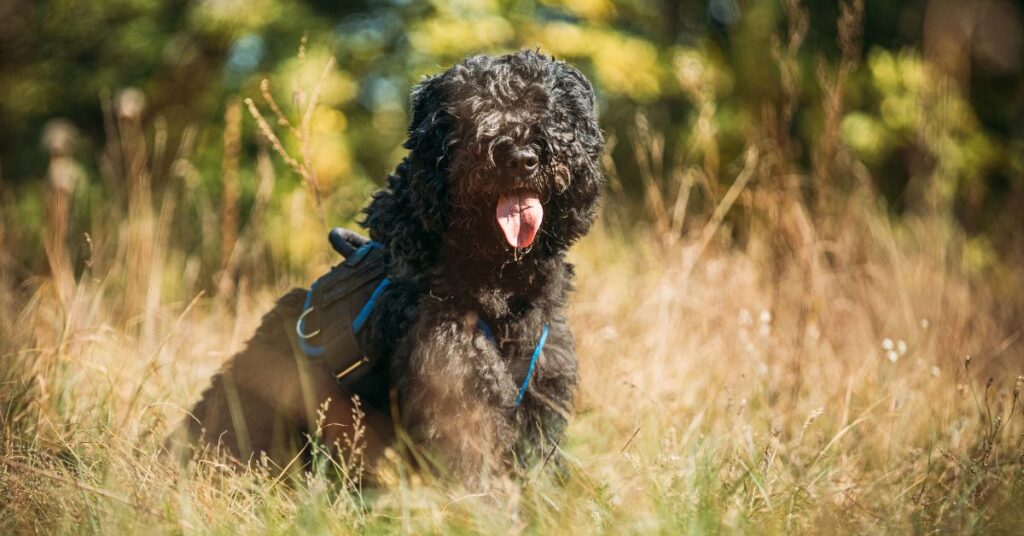 Bouvier des Flandres