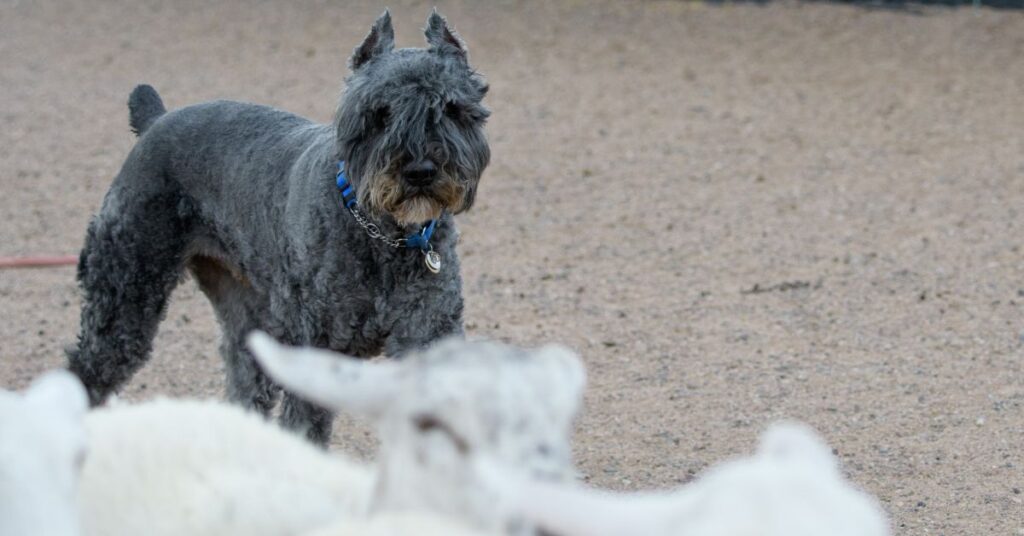 Bouvier des Flandres