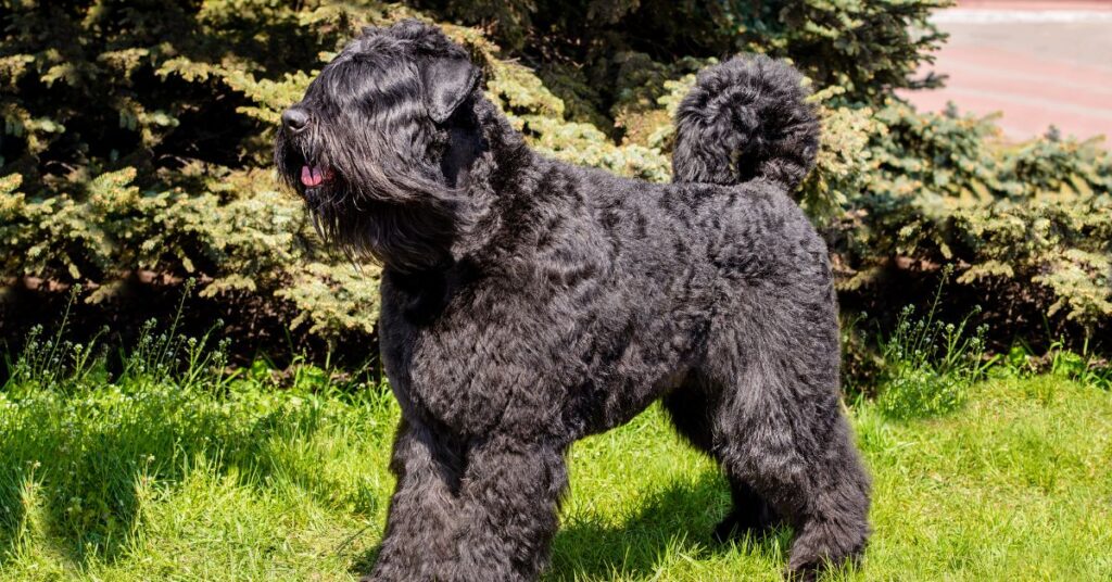 Bouvier des Flandres