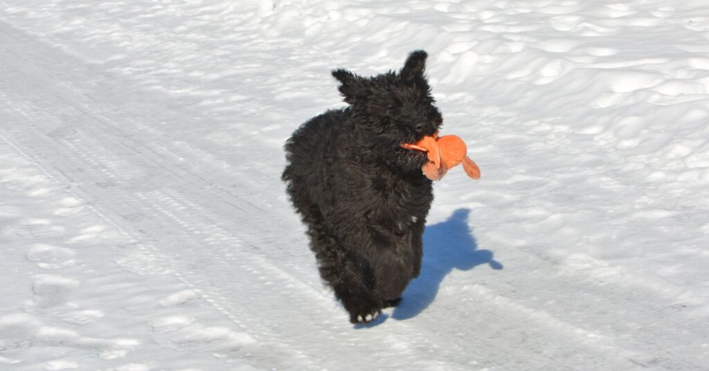 Bouvier des Flandres