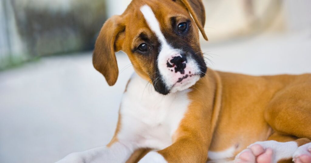 Boxer Puppy