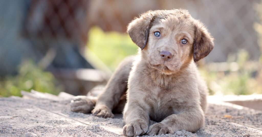 Chesapeake Bay Retriever Puppy