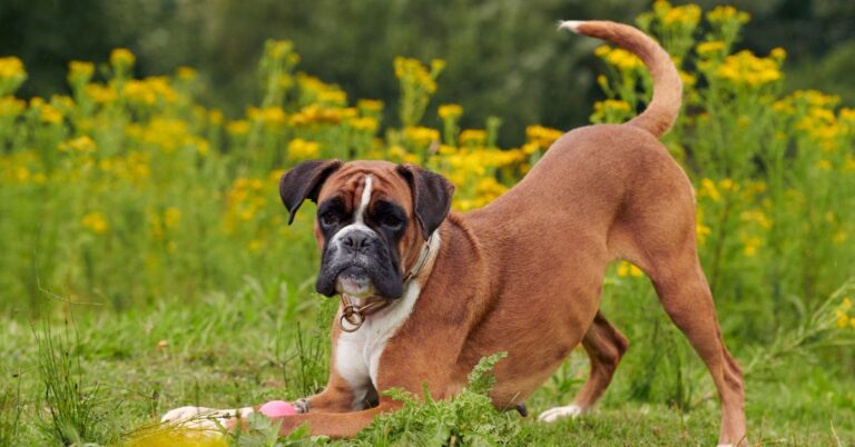 Boxer Dog Breed Guide: Playful, Protective & Loving