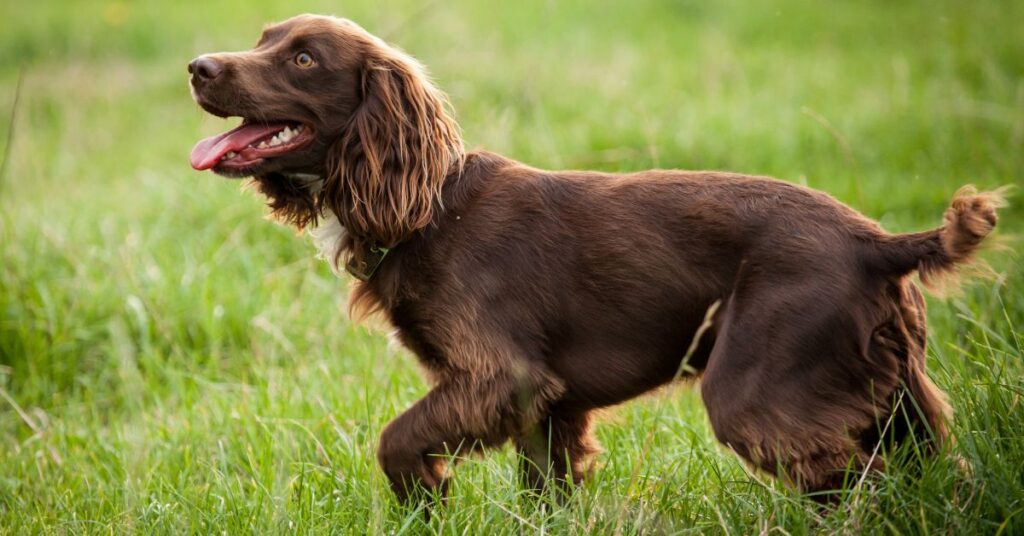 Boykin Spaniel