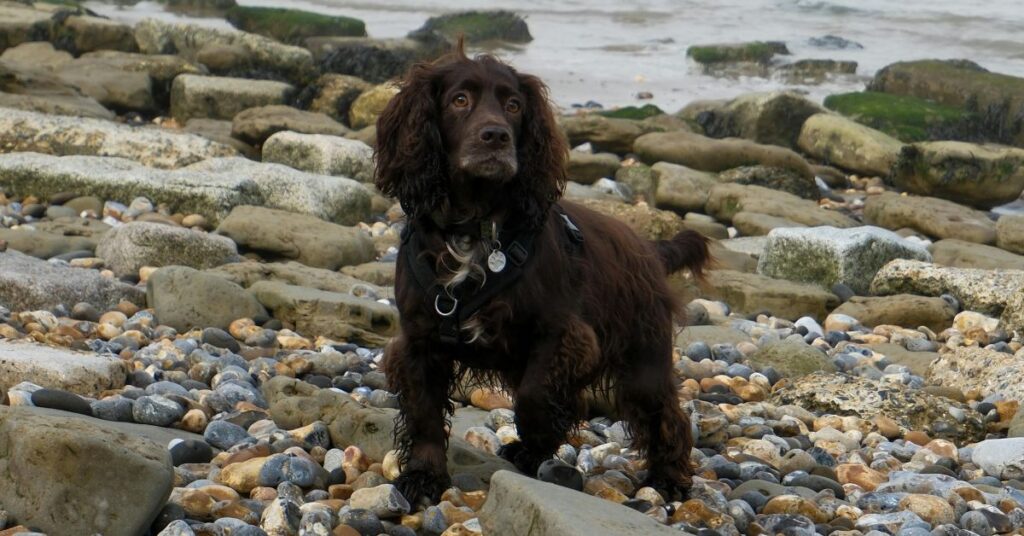 Boykin Spaniel