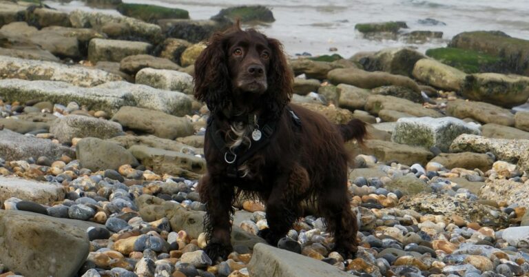 Boykin Spaniel: The Little Brown Dog with a Big Heart