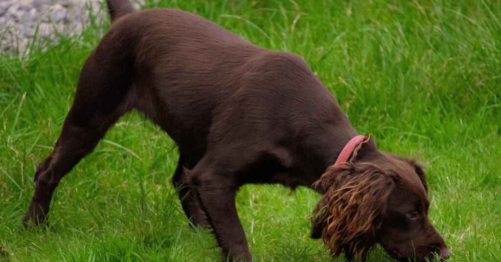 Boykin Spaniel