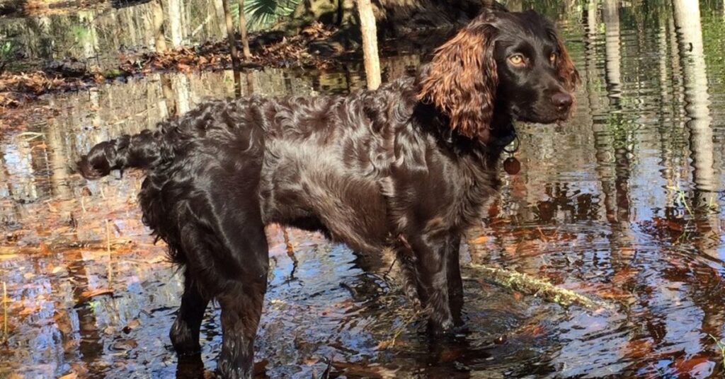Boykin Spaniel