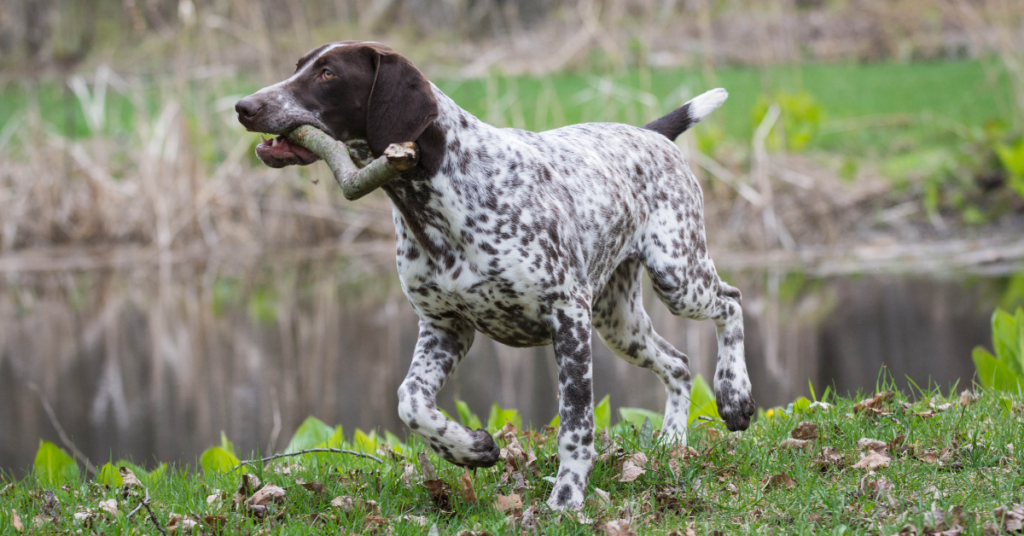 German Shorthaired Pointer