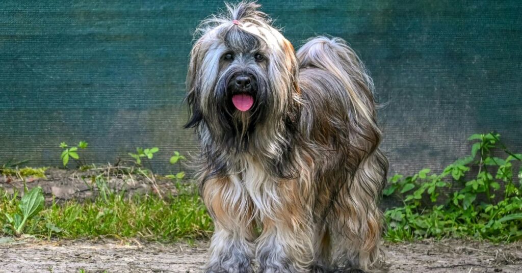Briard