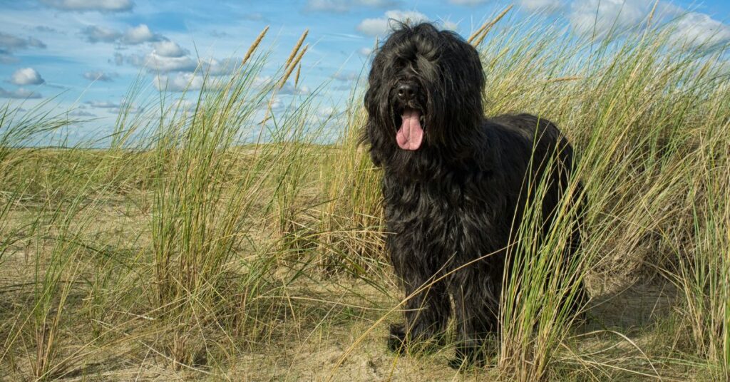 Briard