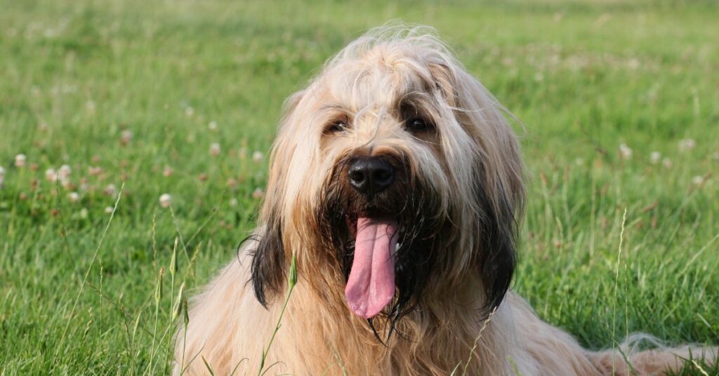 Briard