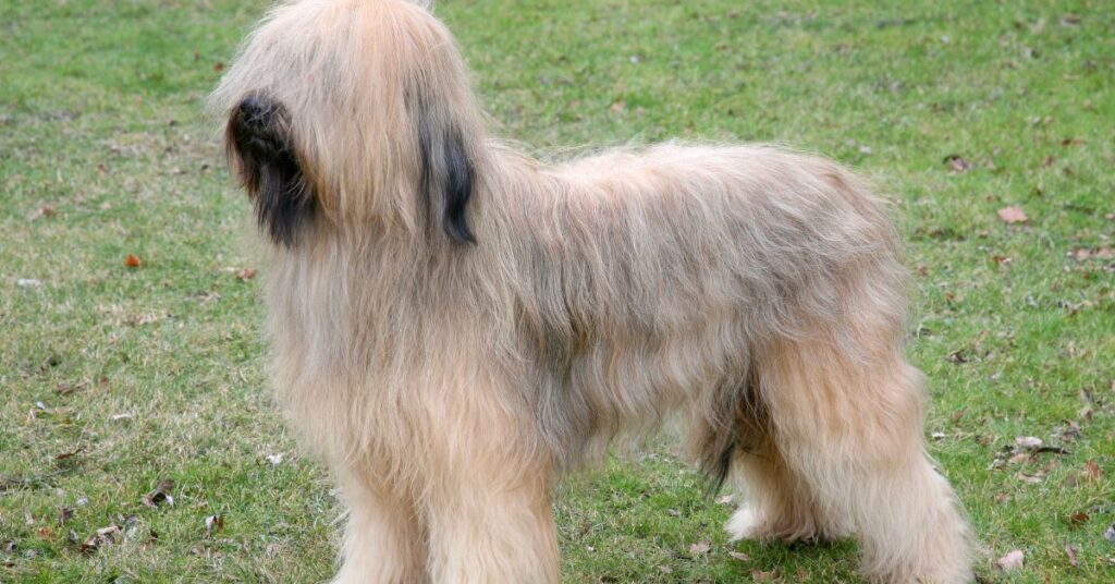 Briard