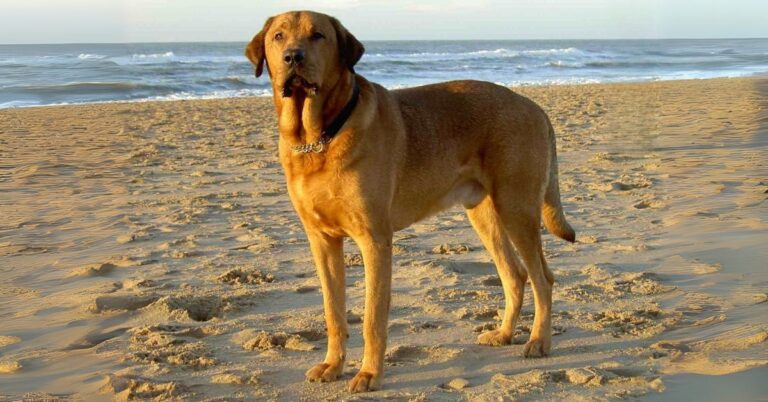 Broholmer: The Gentle Giant of Denmark